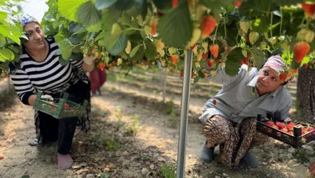 Çilek üretimini yapay zekayla buluşturan genç, birinci hasadıyla ihracata açıldı